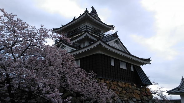 浜松城の桜が見ごろです♪